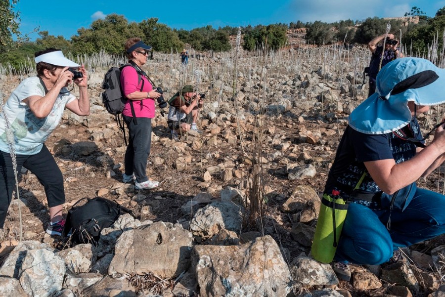 קבוצת הצילום של שושנה גנז בתל יודפת שבו  אלפי חצבים פורחים  (20)