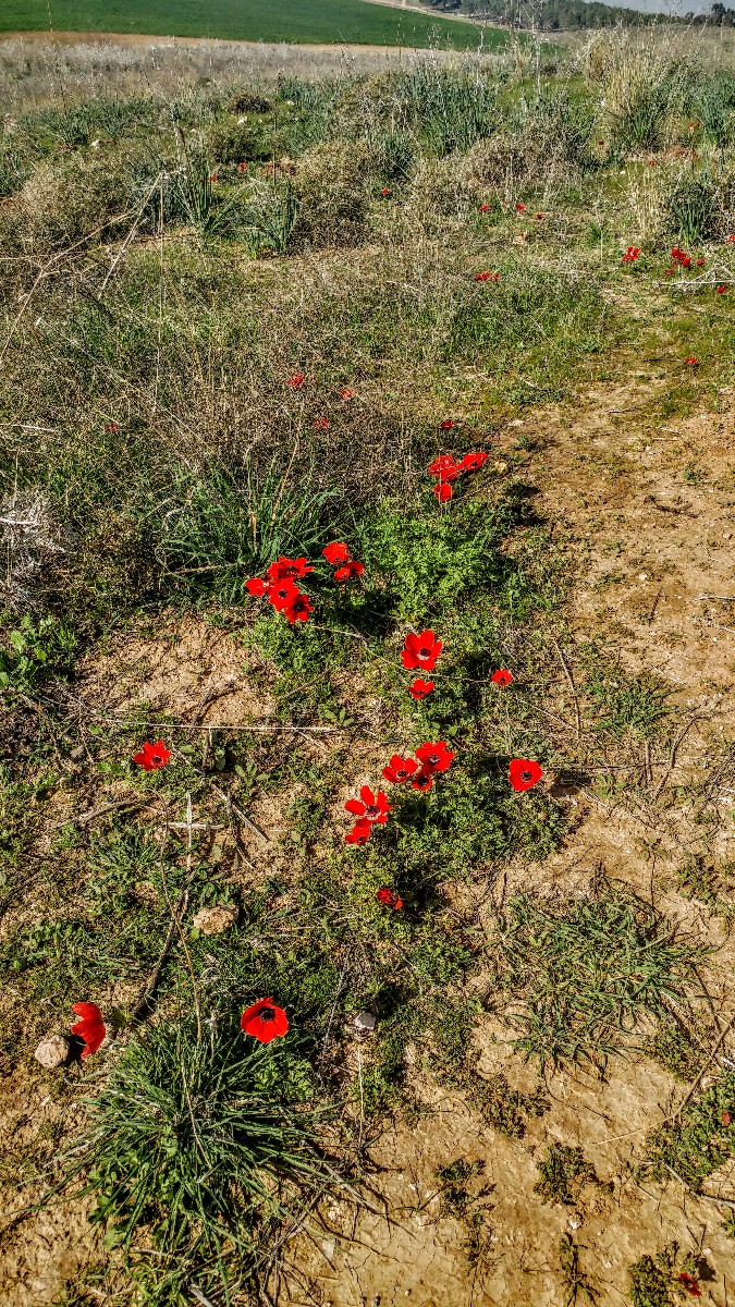 שמורת פורה (4)