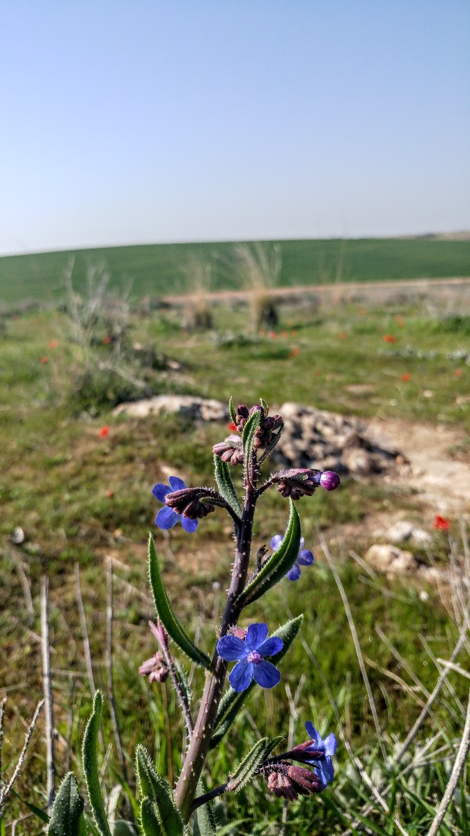 שמורת פורה (13)