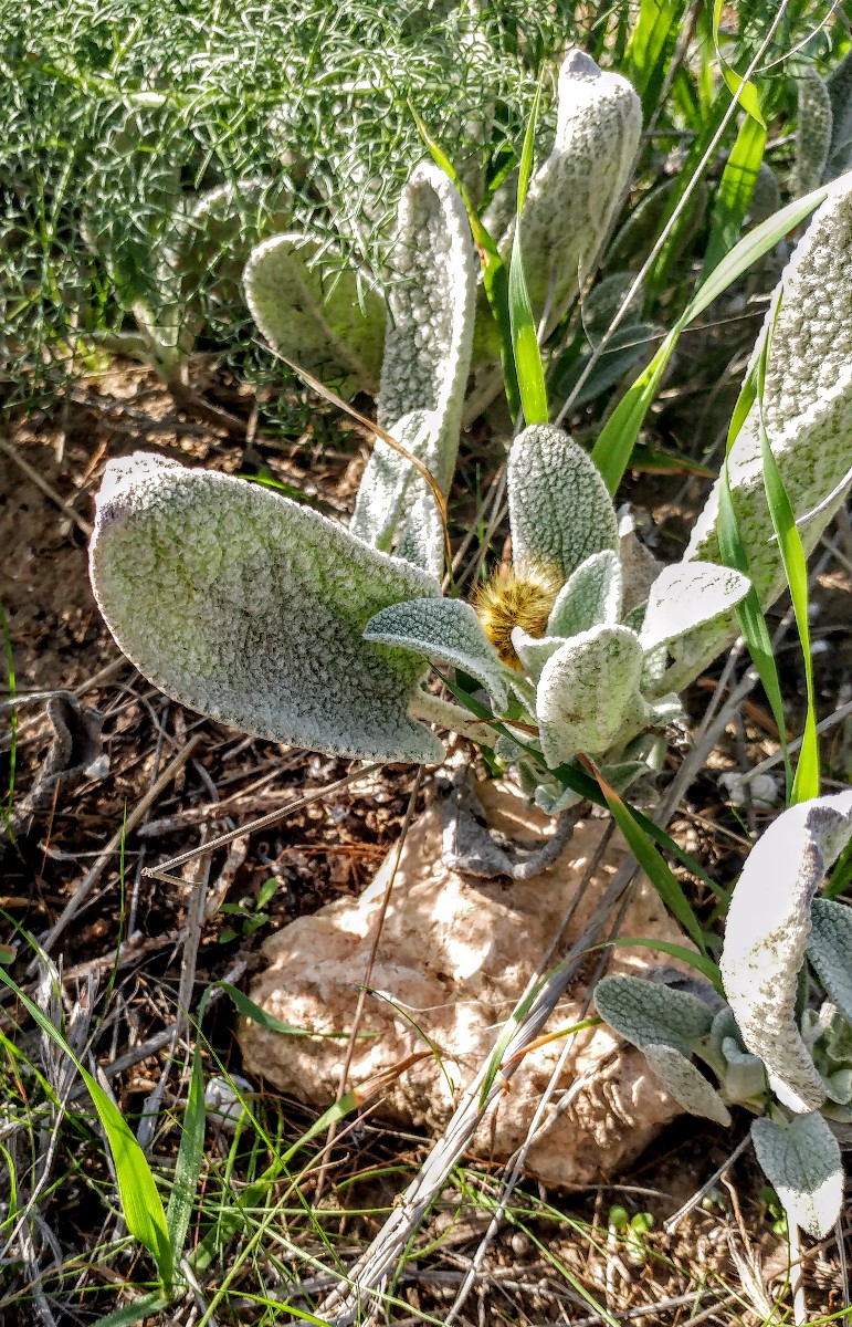 שמורת פורה (8)