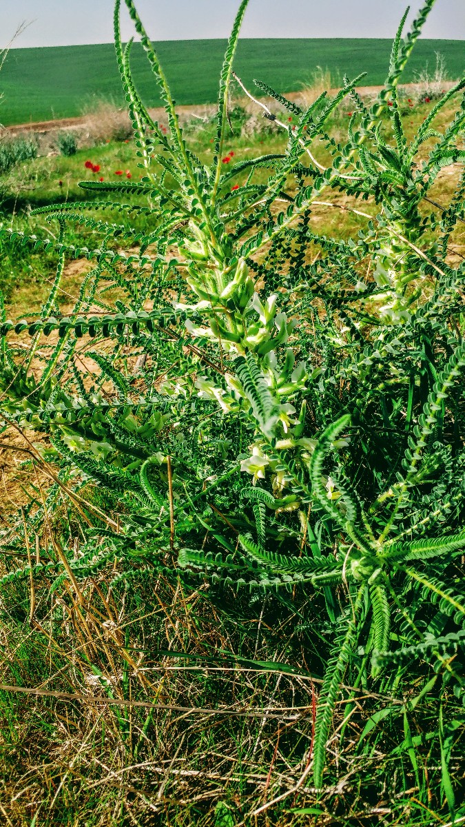 שמורת פורה (6)