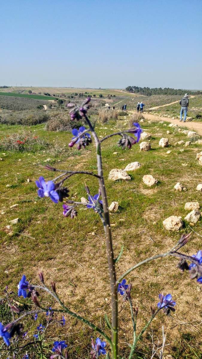 שמורת פורה (16)