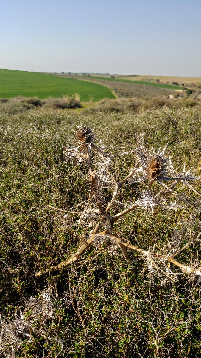 שמורת פורה (18)