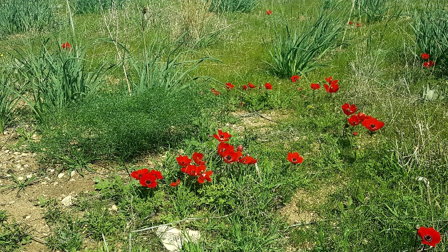 צועדים בשביל ישראל מתל קשת  לשמורת פורה 10.2 (87)