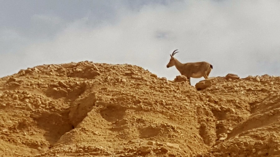 צועדים בשביל ישראל 3 ימים בדרום (41)