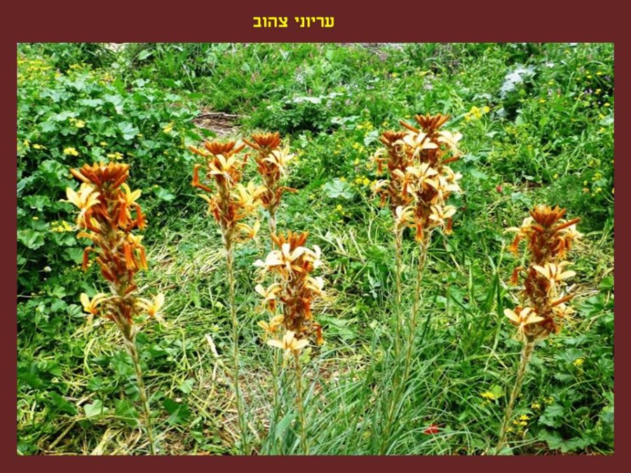 שקופית8