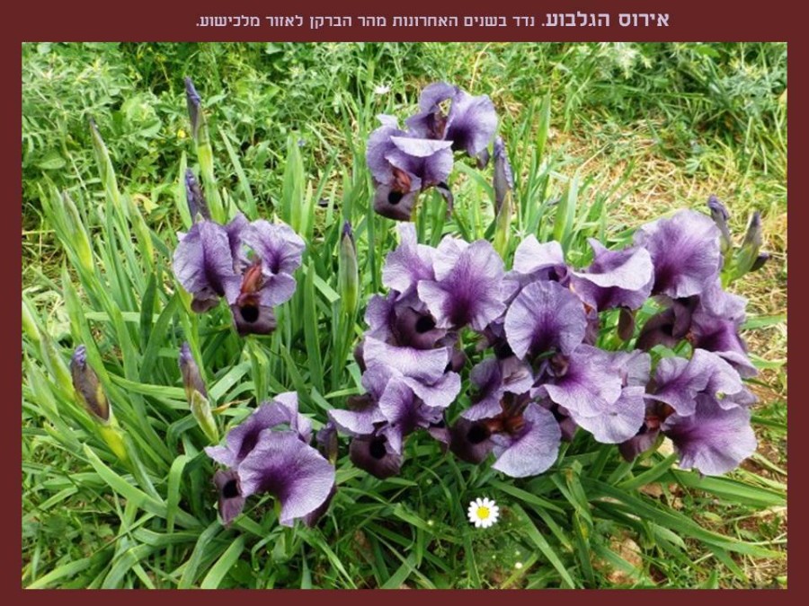 שקופית10