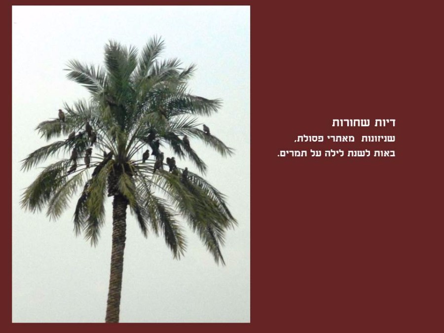 שקופית34