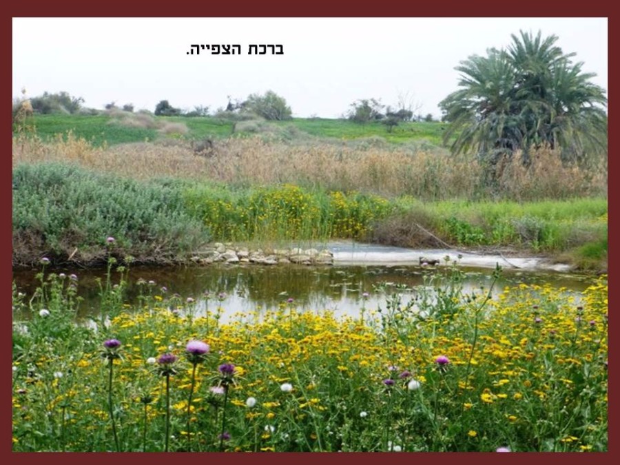 שקופית33