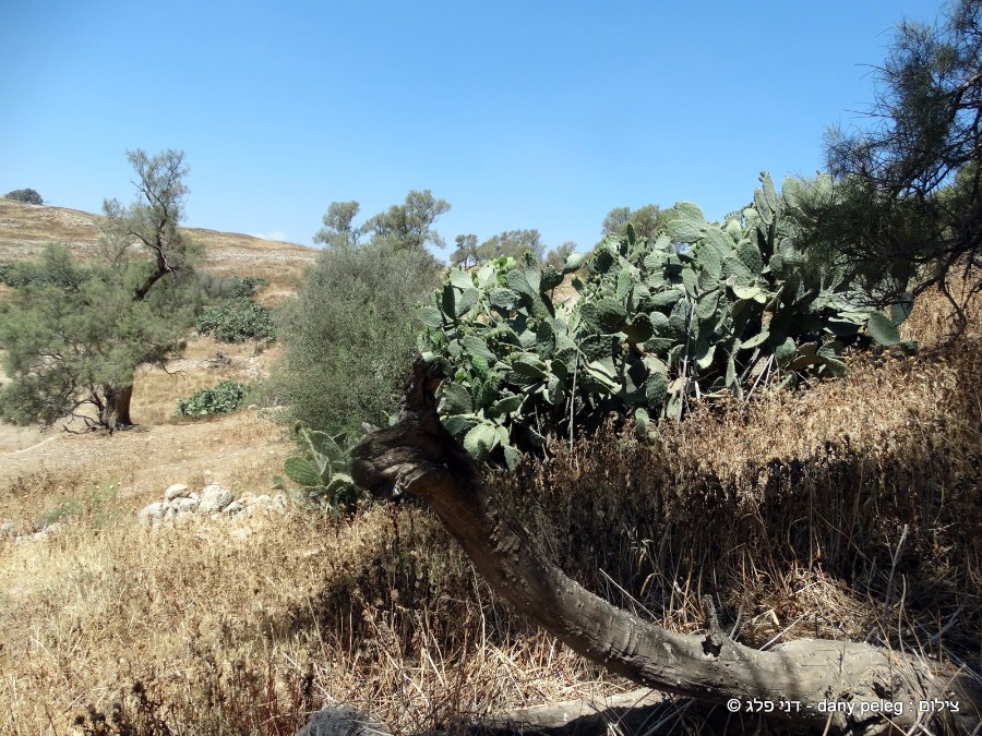 ארץ אהבתי-שאול ודוד שונאים ספור אהבה (30)