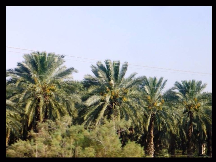 גינות נסתרות ופסטיבל האור בירושלים (3)