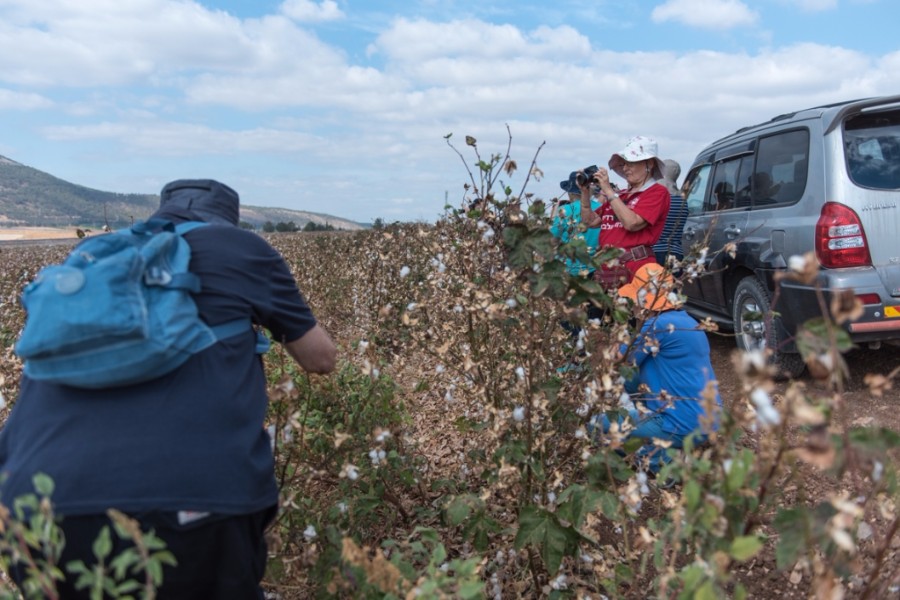 יצאנו לצלם בשדות הכותנה בעמק  (3)