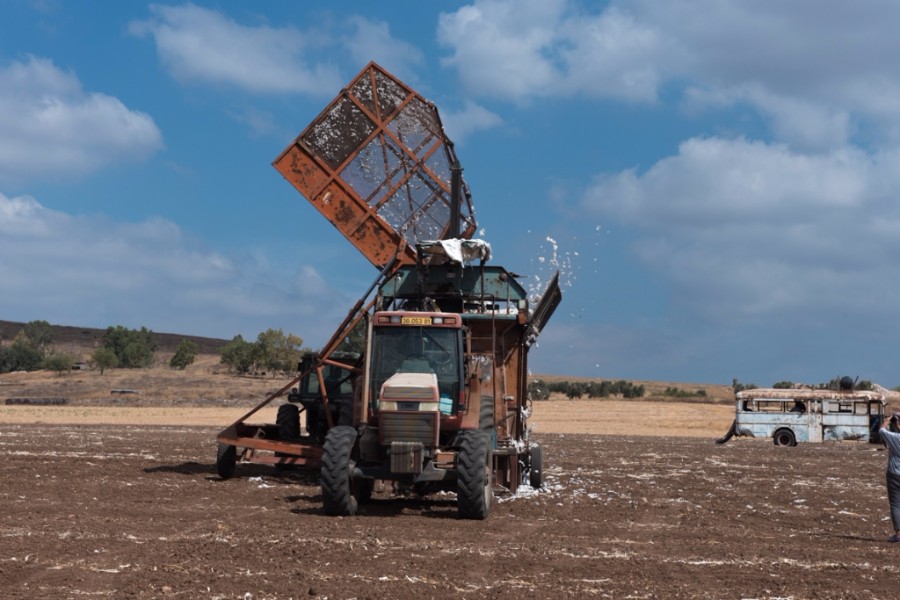 יצאנו לצלם בשדות הכותנה בעמק  (15)