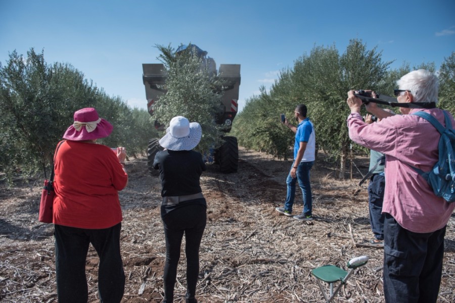 מסיק זיתים מכני,  (5)