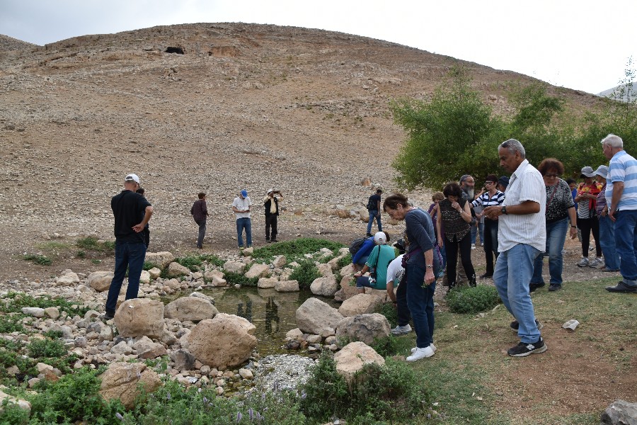 עינות פצאל (6)