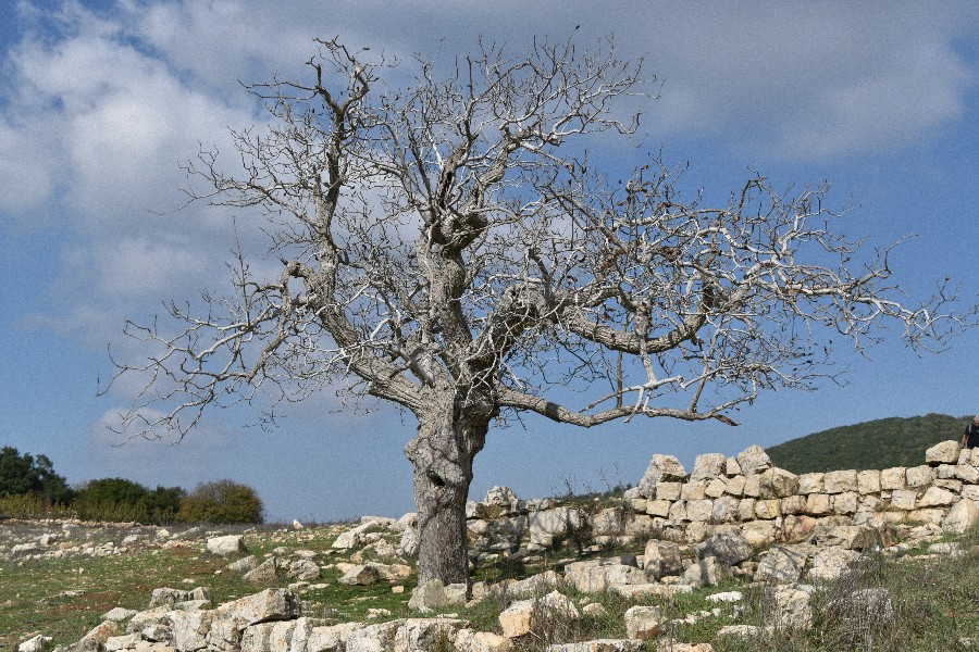 שביל ישראל הר מירון-8642