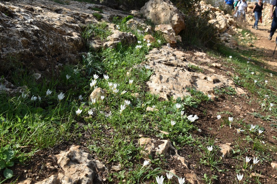 שביל ישראל הר מירון-8656