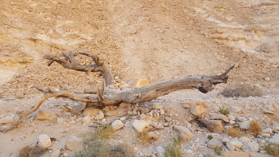 דורות בגלבוע צועדים בשביל ישראל- 3 ימים בדרום (96)