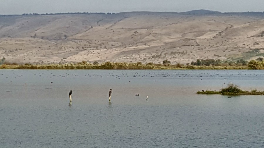 בעקבות הציפורים והפרחים-סבים ונכדים חנוכה תשעח (17)