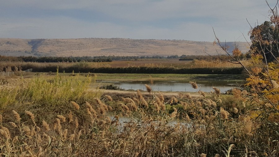 בעקבות הציפורים והפרחים-סבים ונכדים חנוכה תשעח (26)