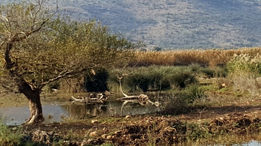 בעקבות הציפורים והפרחים-סבים ונכדים חנוכה תשעח (21)