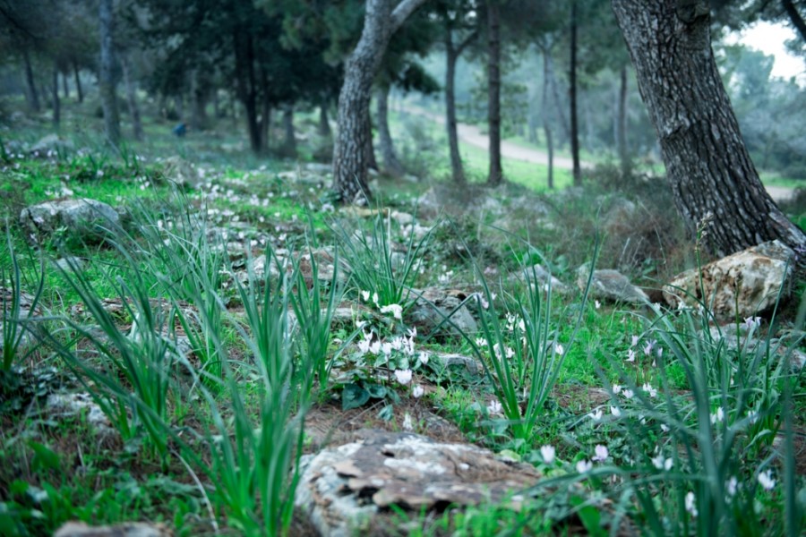 קבוצת הצילום בטו בשבט (7)