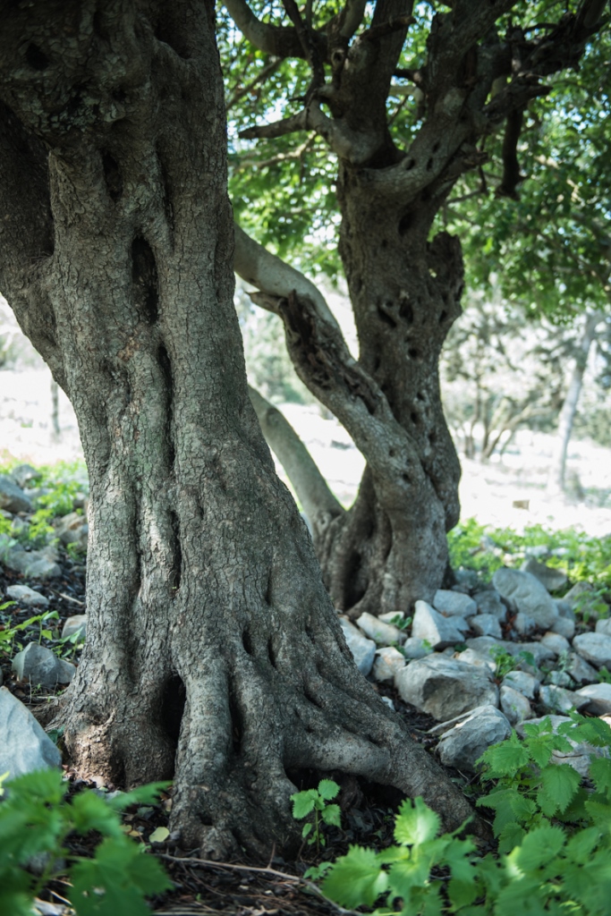 קבוצת הצילום בטו בשבט (1)