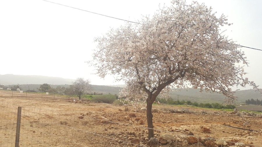 מבצע בארץ בינימין (8)