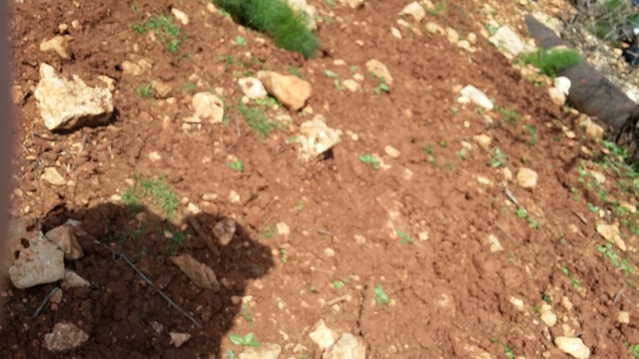 שביל ישראל מרמות נפתלי לנחל דישון (11)