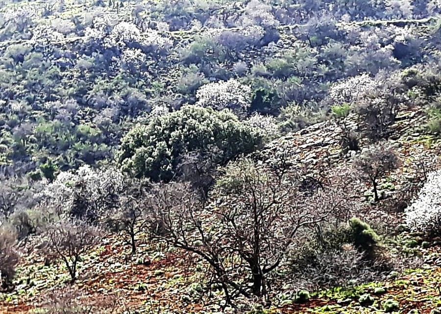 שביל ישראל מרמות נפתלי לנחל דישון (18)