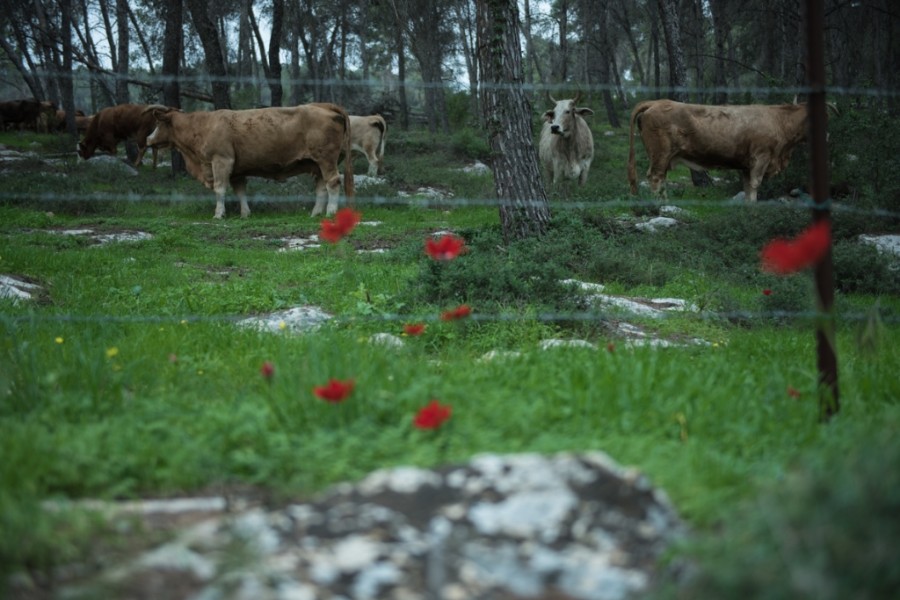 מצלמים פריחה בגלבוע (10)