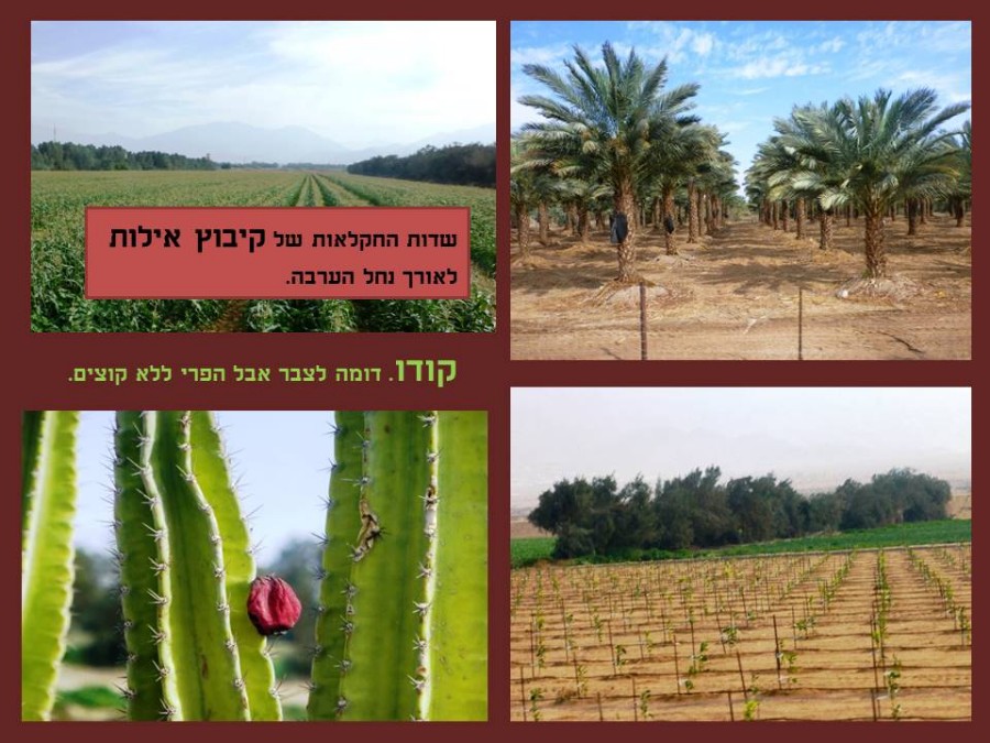 נופשים ומטילים באילת 2018 (14)