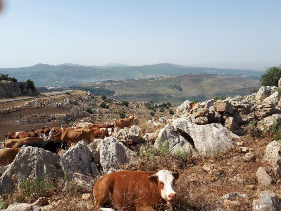 צועדים בגולן 8.6.18 מהחרמון למסעדה (15)