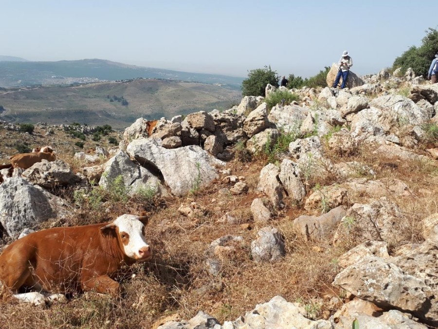 צועדים בגולן 8.6.18 מהחרמון למסעדה (14)