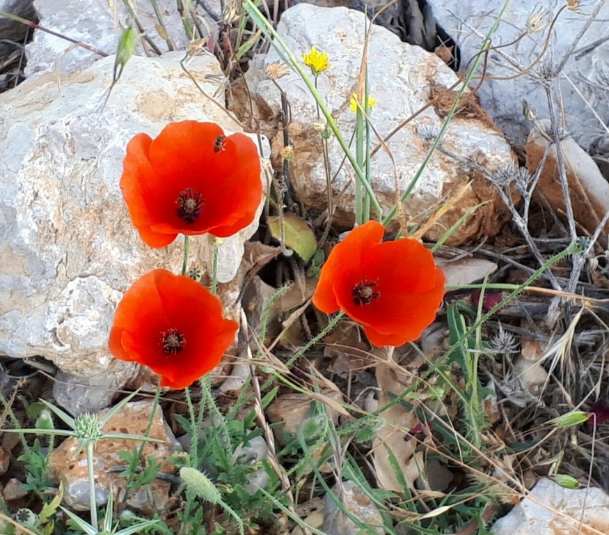 צועדים בגולן 8.6.18 מהחרמון למסעדה (32)