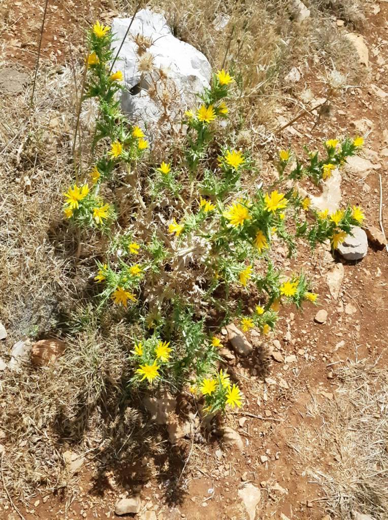 צועדים בגולן 8.6.18 מהחרמון למסעדה (36)