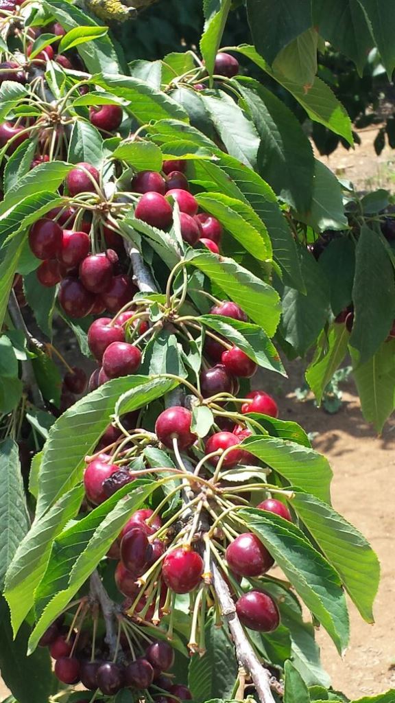 צועדים בגולן 8.6.18 מהחרמון למסעדה (29)