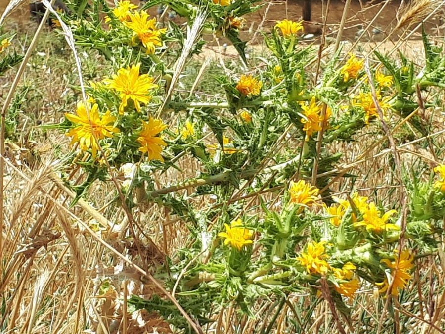 צועדים בגולן 8.6.18 מהחרמון למסעדה (24)