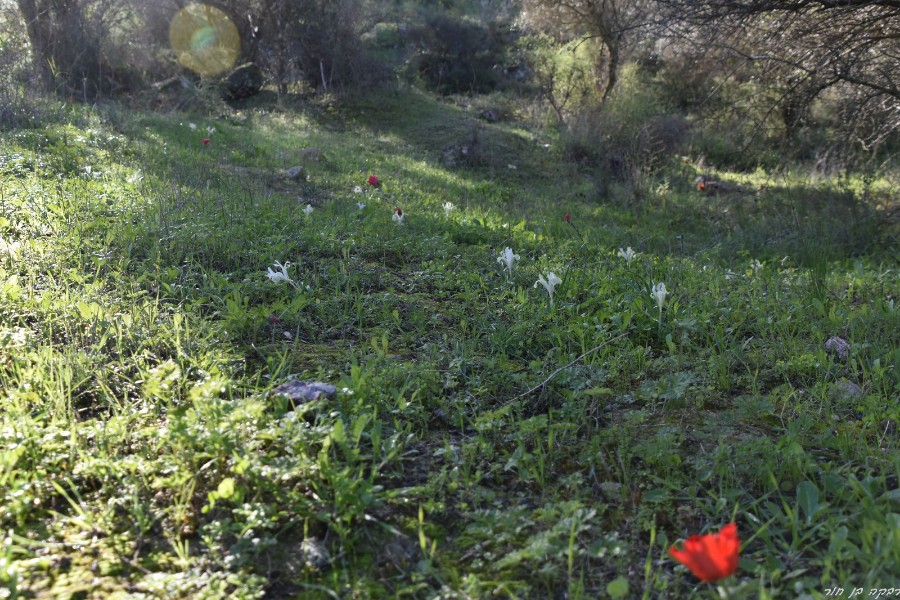 שביל ישראל מיער בן שמן ללטרון (1)