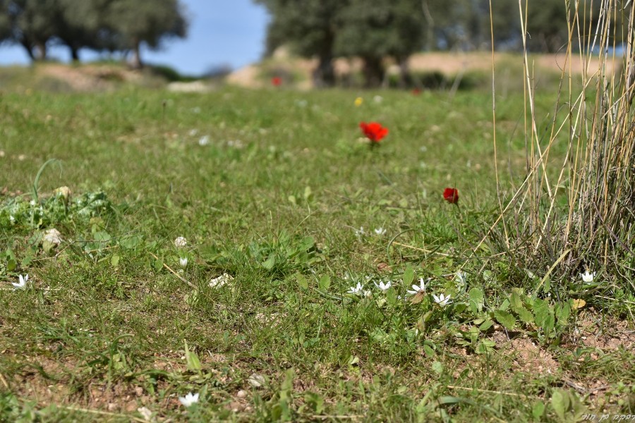 שביל ישראל מיער בן שמן ללטרון (9)