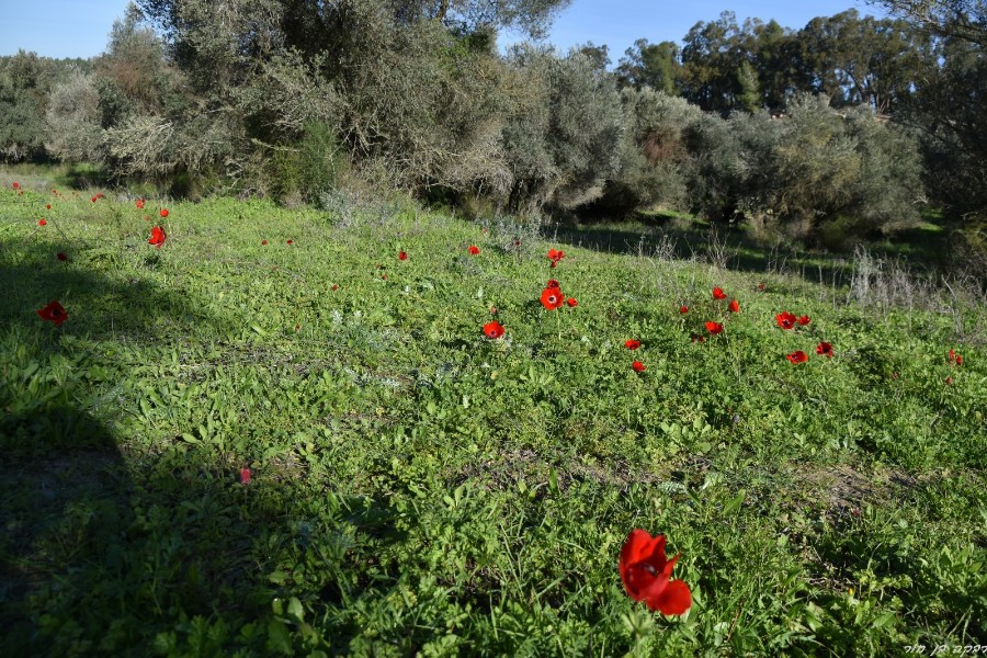 שביל ישראל מיער בן שמן ללטרון (29)