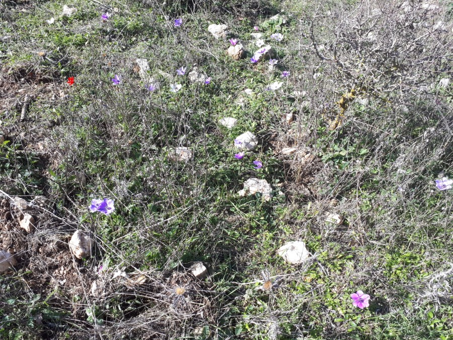 מחרבת חממה למרגלות החרמון לגשר אלקוש (4)