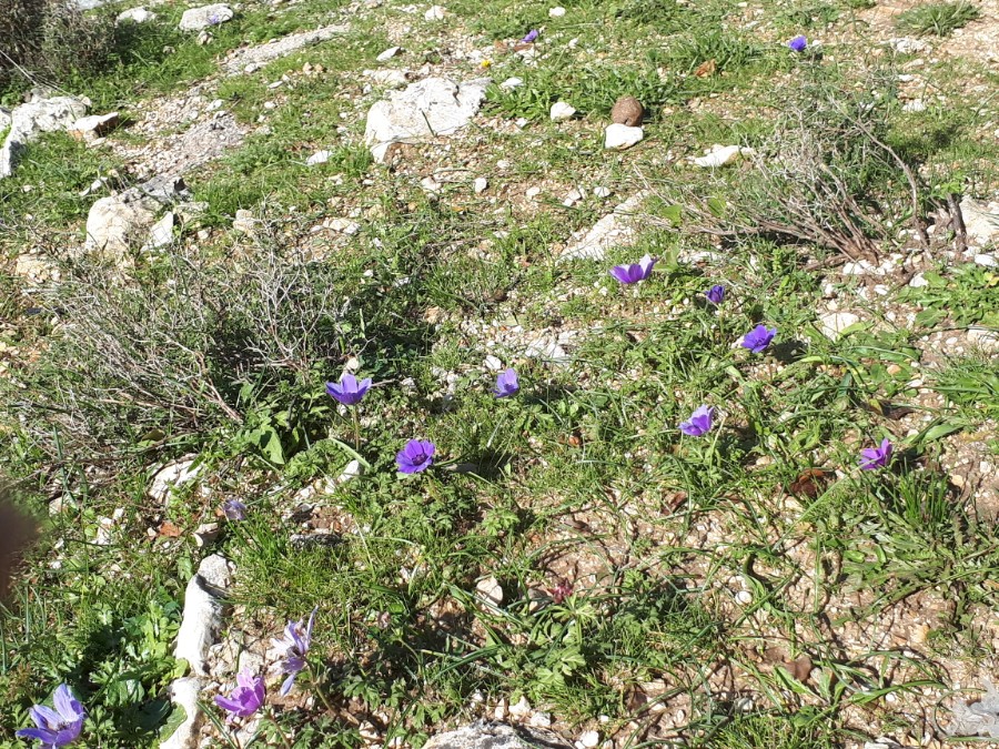 מחרבת חממה למרגלות החרמון לגשר אלקוש (7)