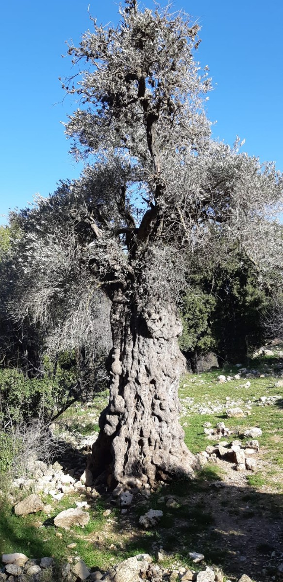 מחרבת חממה למרגלות המרון לגשר אלקוש (3)