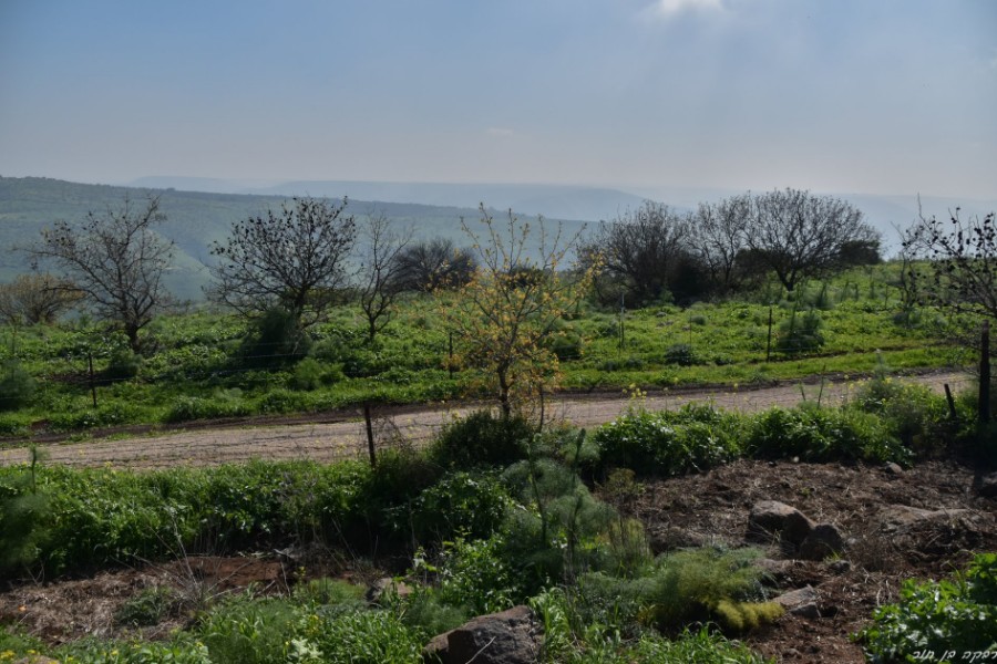 צועדים בגולן-נחל מיצר (6)