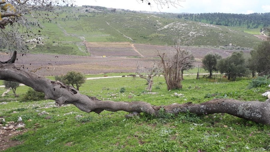 הליכה קצרה מקדיתא (2)