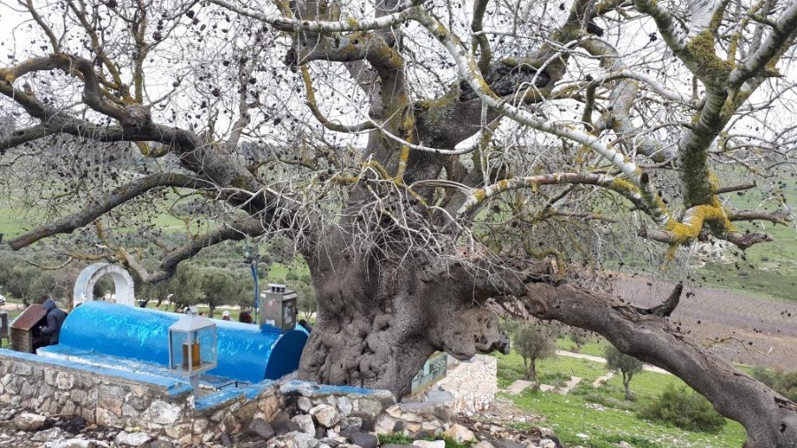 קבר רבי טרפון בקדיתא (1)