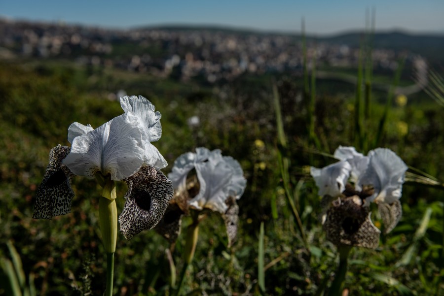 פריחת אירוס נצרתי בנצרת עלית (2)