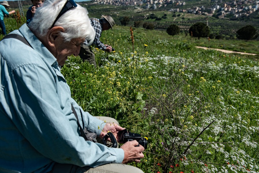 פריחת אירוס נצרתי בנצרת עלית (7)