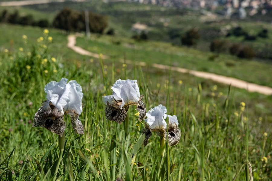 פריחת אירוס נצרתי בנצרת עלית (4)